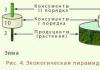 Pyramid of biomass, energy, numbers