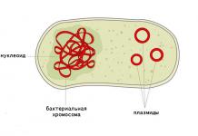 The structure of the prokaryotic nucleoid