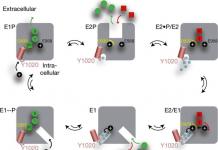 Active ion transport