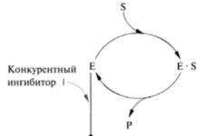 Noncompetitive reversible inhibition