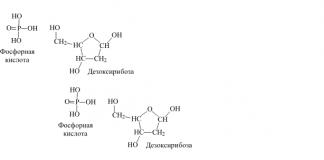 ¿Por qué las moléculas de ácido nucleico se llaman moléculas de polímero?