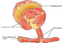 Neuroglia.  Glia.  Glia types.  Functions and Features of Glial Cells Neuroglial Cells and Their Functions Table