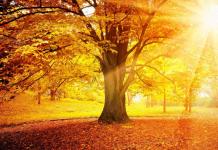 What can you write about autumn