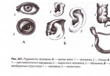 The systematic position of man in the animal kingdom