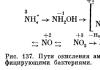 Where does the energy of nitrifying bacteria come from?