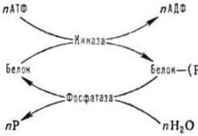 Modifications of chromosomal proteins