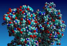 The structure of proteins of the quaternary structure, features of synthesis and genetics