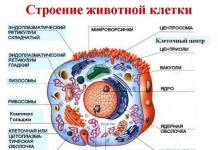 Клетъчни органели: тяхната структура и функции