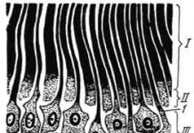 Histology of the oral cavity