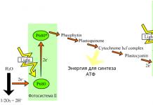 2 Photosynthesis, the conditions necessary for it