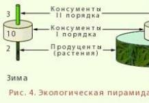 Pyramid of biomass, energy, numbers