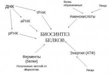 Amino acids: essential and indispensable How to remember essential amino acids rhyme