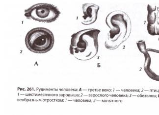 Амьтны ертөнц дэх хүний ​​системчилсэн байр суурь